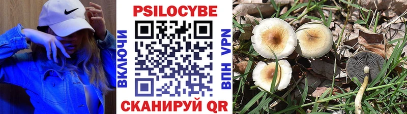 что такое Миллерово Псилоцибиновые грибы мицелий